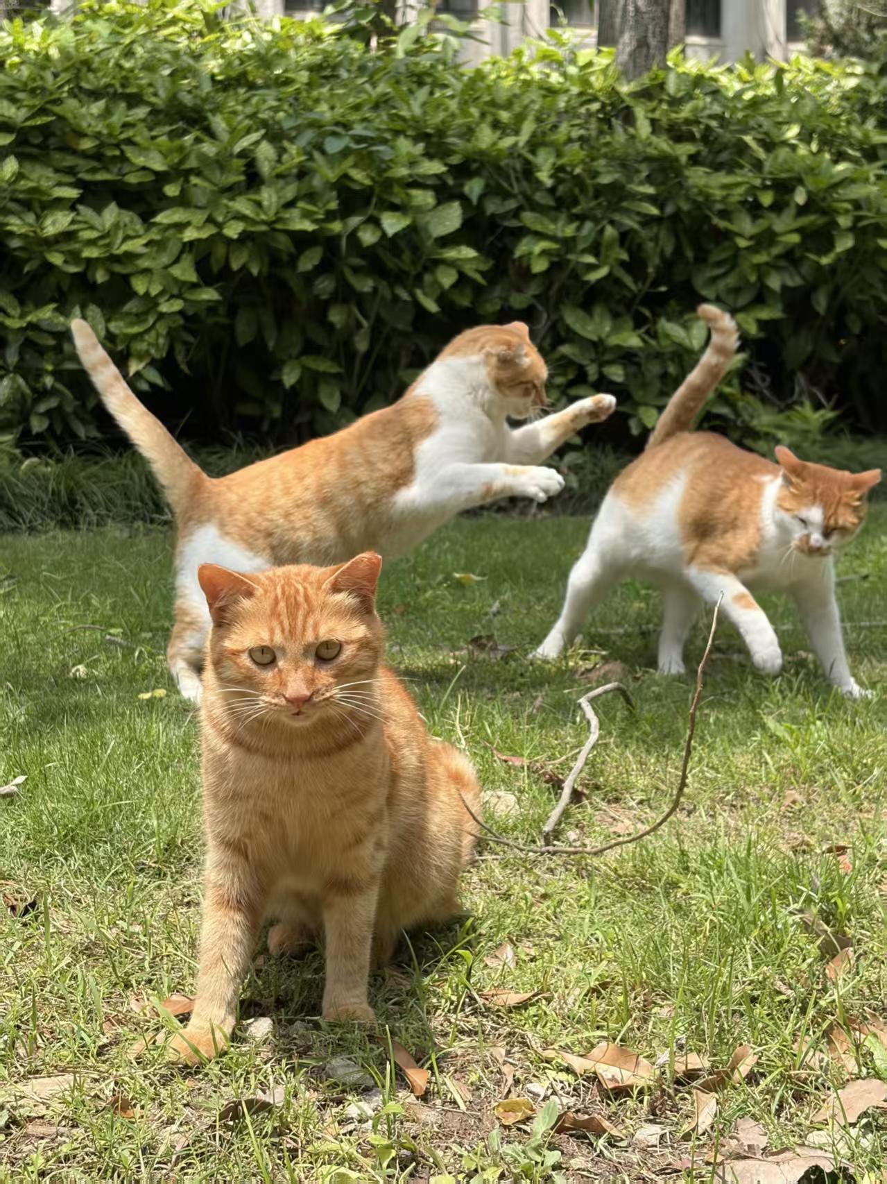 上海师大校园猫